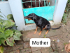 Doberman Puppy looking for new home